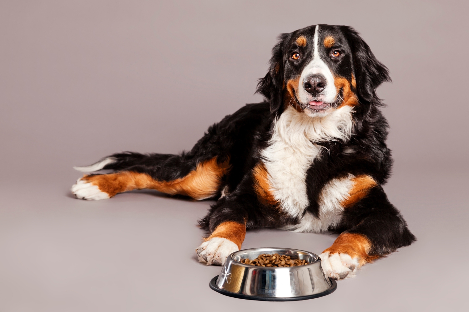 Melhor ração para cachorro: as 10 melhores em 2024